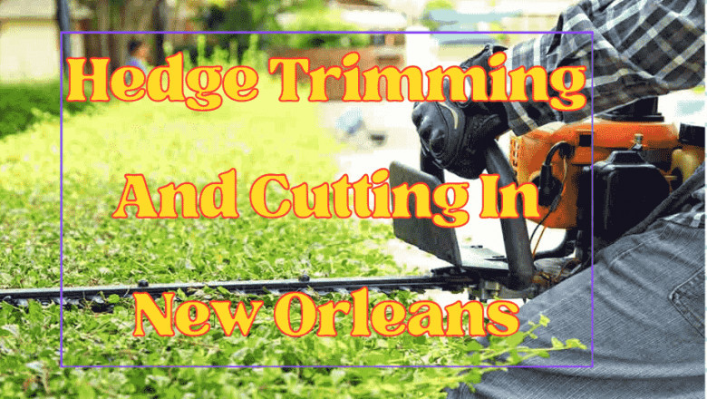 Audubon Tree Care: Enhancing Tree Beauty in New Orleans