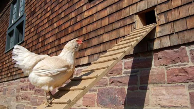 101+ Chicken Knock Knock Jokes So Funny They’ll Make You Cluck