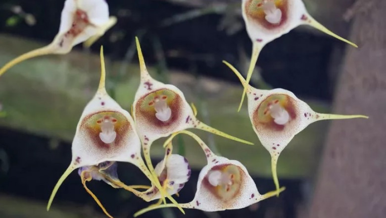 Monkey Orchid Symbolism and Meaning in Love, Death & Bible