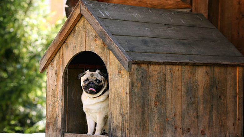 Explore the Benefits of Pet Boarding Delhi for Stress-Free Travel