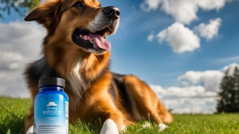 Best Supplements for Hip Dysplasia in Dogs