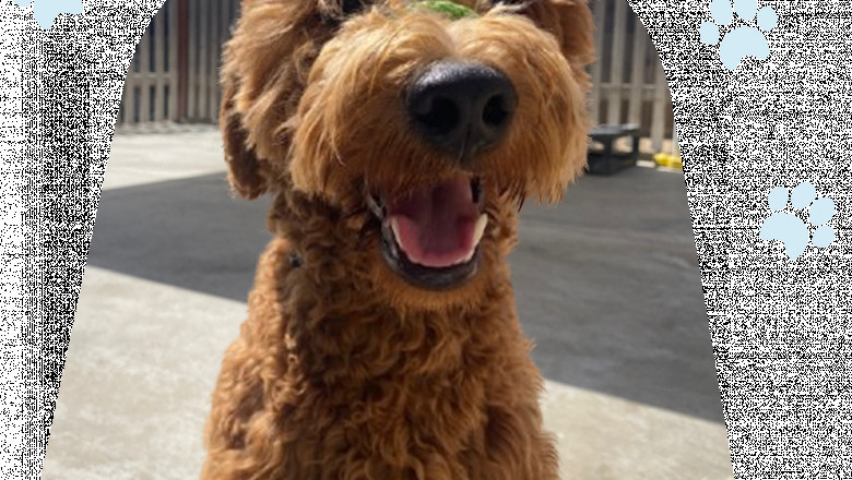Alys Puppy Bootcamp: Professional Dog Training for a Well-Behaved Dog