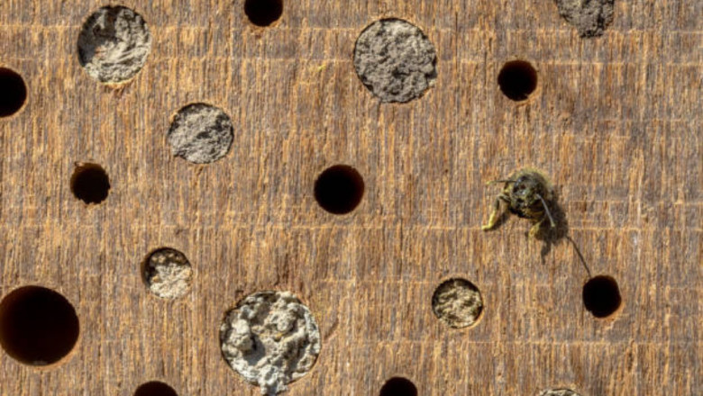 How to Recognize Bee Nesting in Wall Cavities