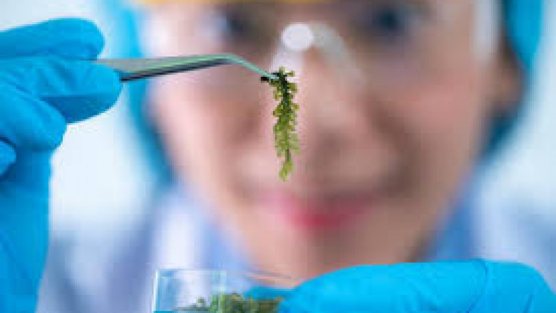 From Algae to Enzymes: Technological Advancements in Blue Biotechnology (2024–2032)