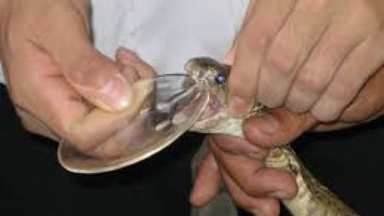 Anti-Venom Market Competitive Landscape: Key Players and Strategic Developments (2024–2032)