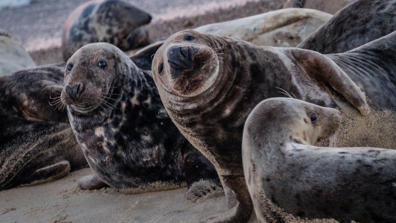 Seal Watching in Ostend: When, Where, and How to See These Charming Creatures
