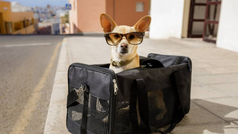 The Ultimate Comfort: Exploring the Practical Use of Dog Sling Carriers