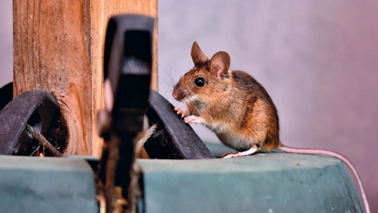Rodent Removal Perth: Protecting Your Home from Unwanted Pests