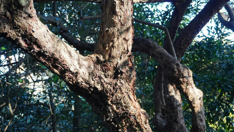 Tree Cabling and Bracing: Preventive Measures for Storm Season
