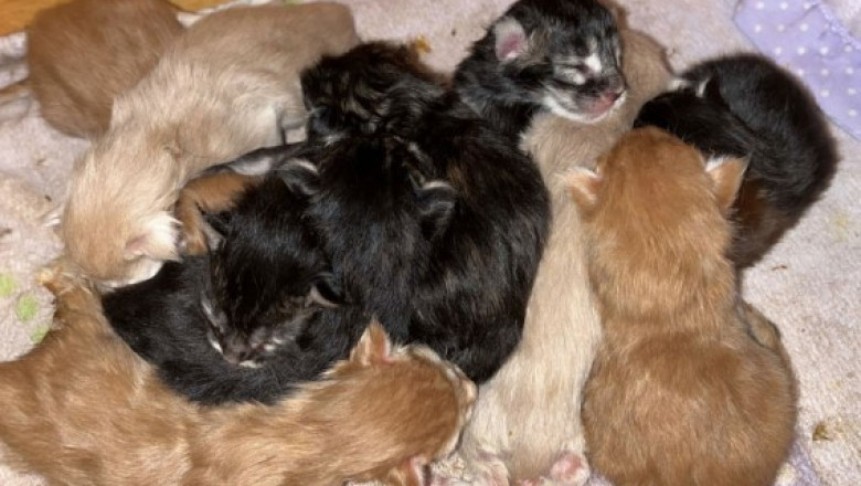 Maine Coons Kittens Available – Sweet & Healthy