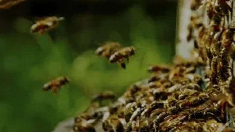 Stingers in the Suburbs: The Ultimate Guide to Wasp Control in Milton