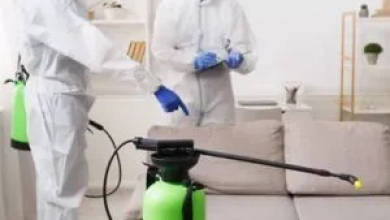 Ultimate Guide to Effective Wasp Control in Kitchener