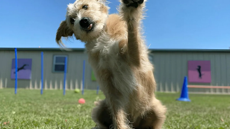 Why Chicago Trainers Recommend Board and Train for Busy Dog Owners