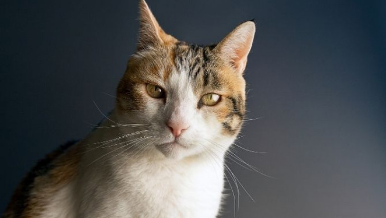 Why Does My Cat Stare at Me? Understanding Feline Eye Contact
