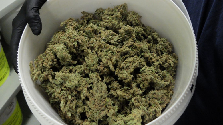 Bulk Cannabis Deals: What You Need to Know