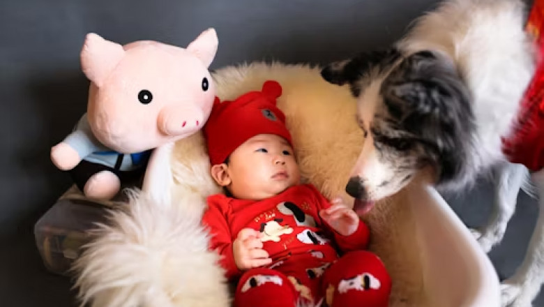 How to Keep Dudokkidzo Healthy & Happy | Expert Care Guide