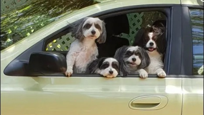 Tail-Wagging Stays With Pet Friendly Accommodation Atherton Tablelands