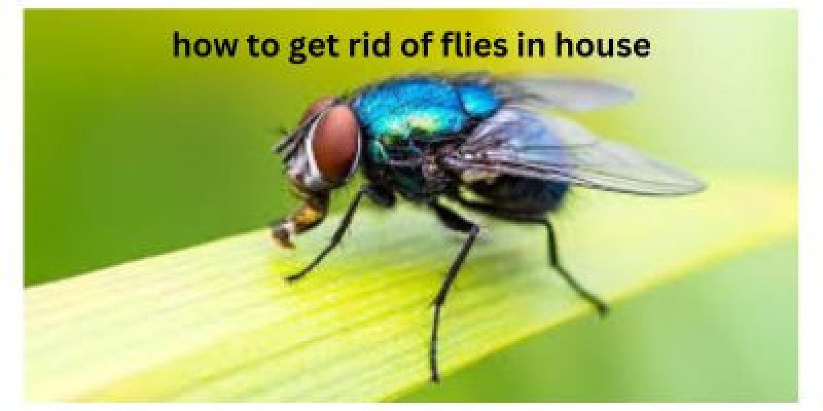 Effective Strategies to Rid Your House of Annoying Flies