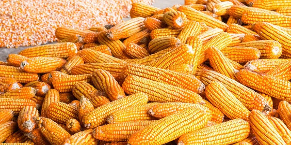 Maize Processing Plant Cost 2024: Project Report, Business Plan