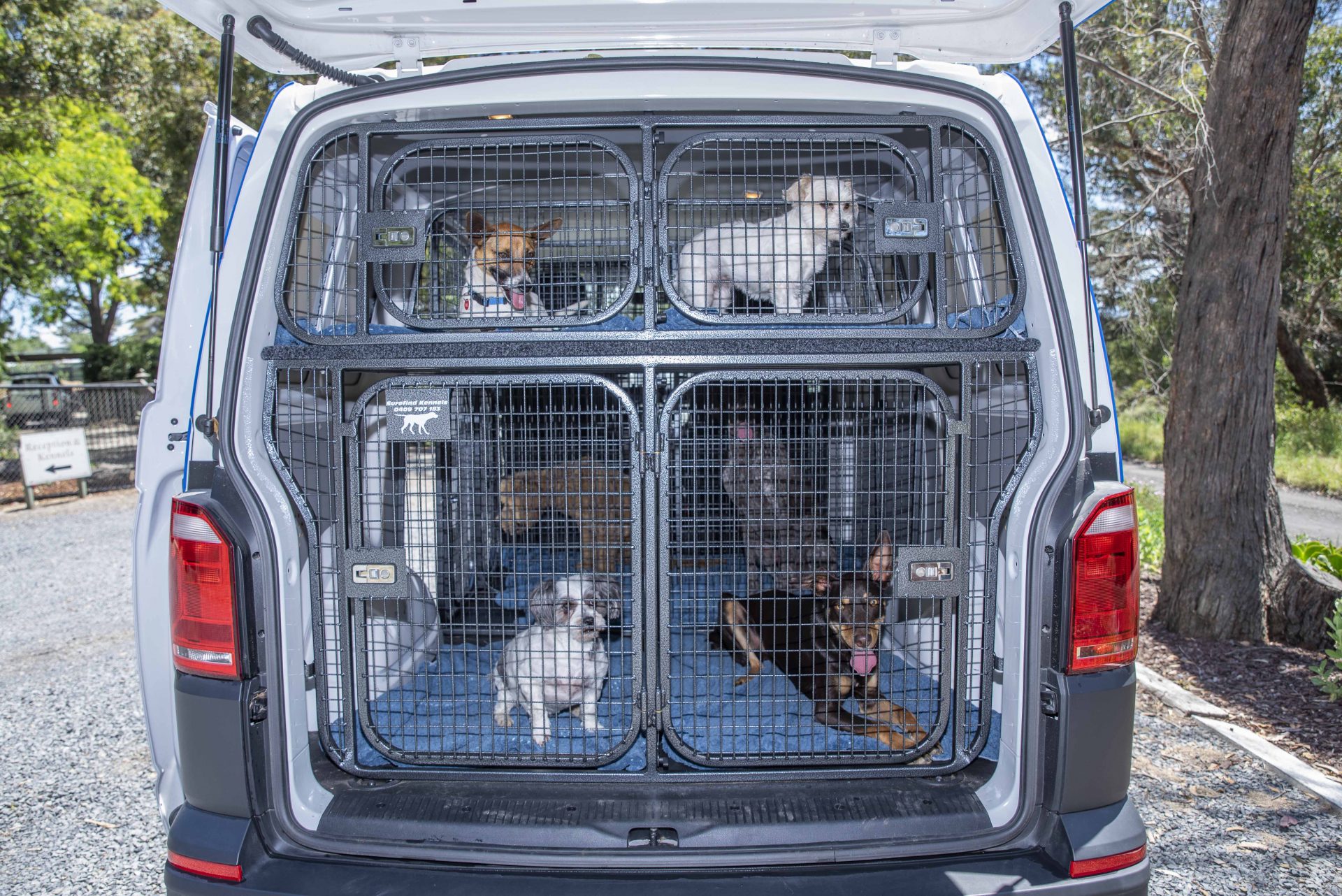 What Documents Do You Need for Seamless Pet Transport in Toronto? | TheAmberPost