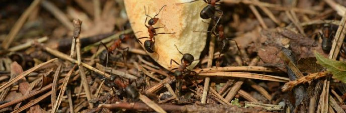 Ant Pest Control Melbourne Cover Image