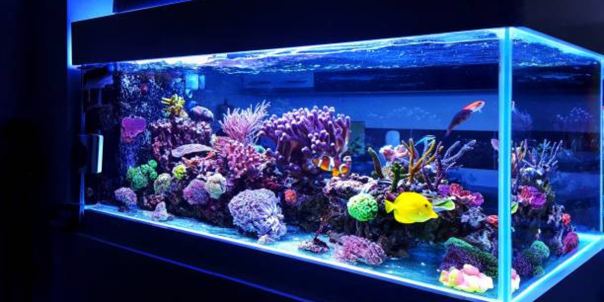Exploring Rare Corals at Your Local Saltwater Fish Store