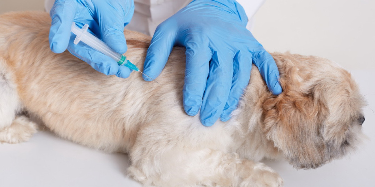 How to Choose the Right Pet Vaccination Clinic for Your Pet in Dubai