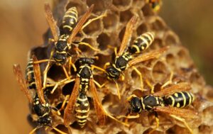 Wasp Removal & Control Service Pascoe Vale South