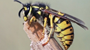 Wasp Removal & Control Service Avondale Heights