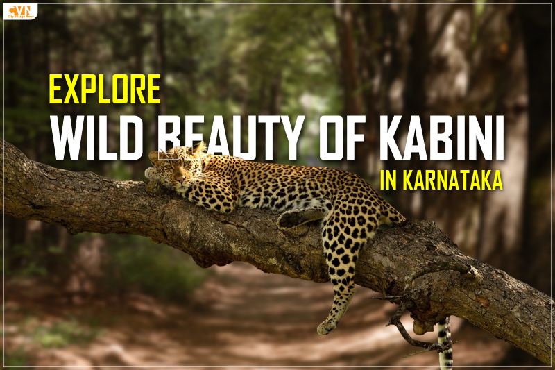 Wildlife Safari in Kabini: An Unforgettable Adventure