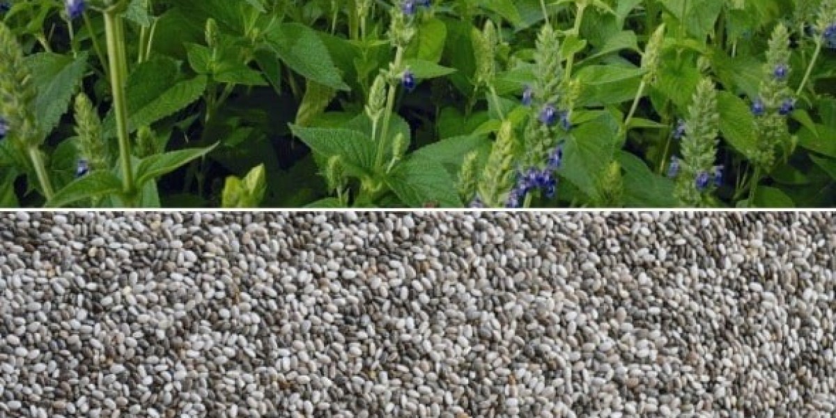 Chia Seed Farming: Cultivation Process and Market Demand