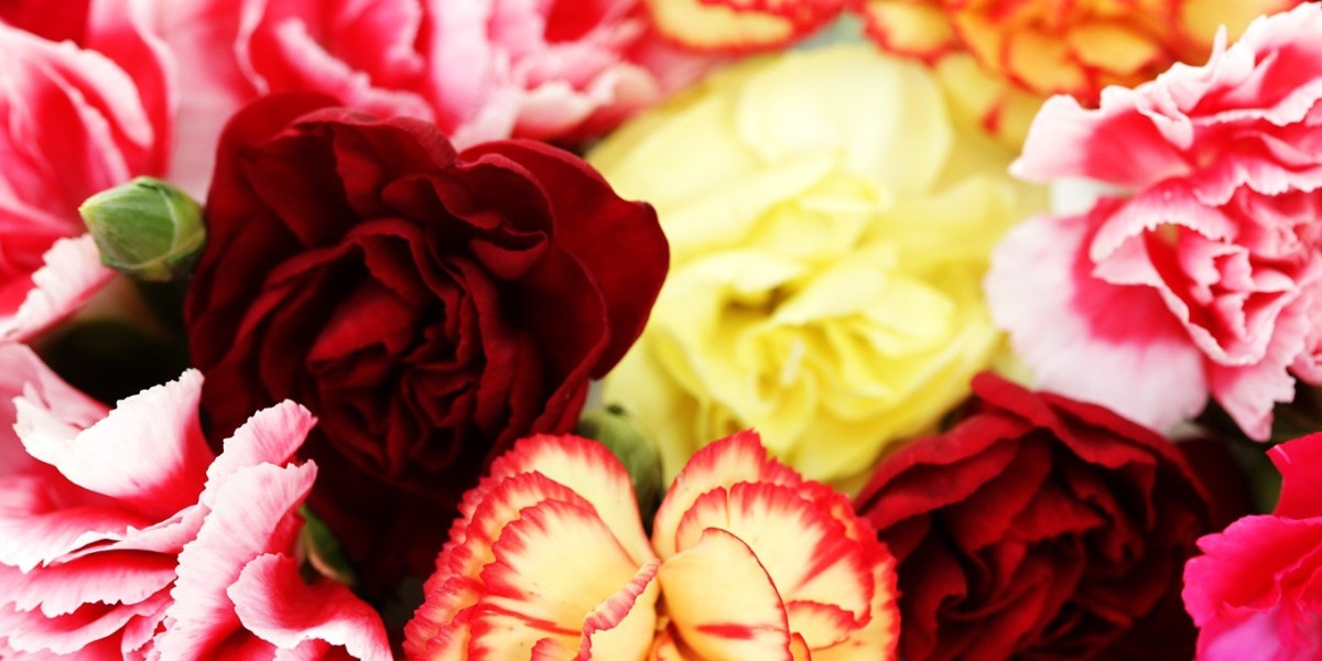 Top Benefits of Buying Bulk Carnations as Flowers for Wholesale