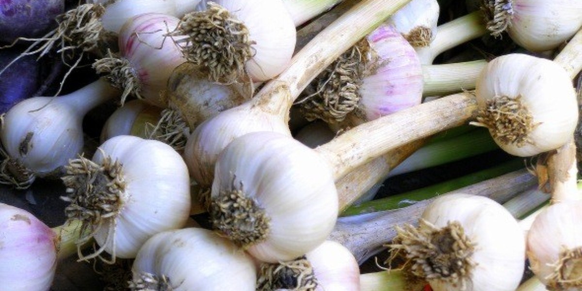 Garlic Farming in India: A Brief Guide for Farmers