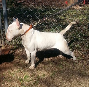 Bull Terriers for Sale | English Bull Terrier Breeders | Dog, Puppy