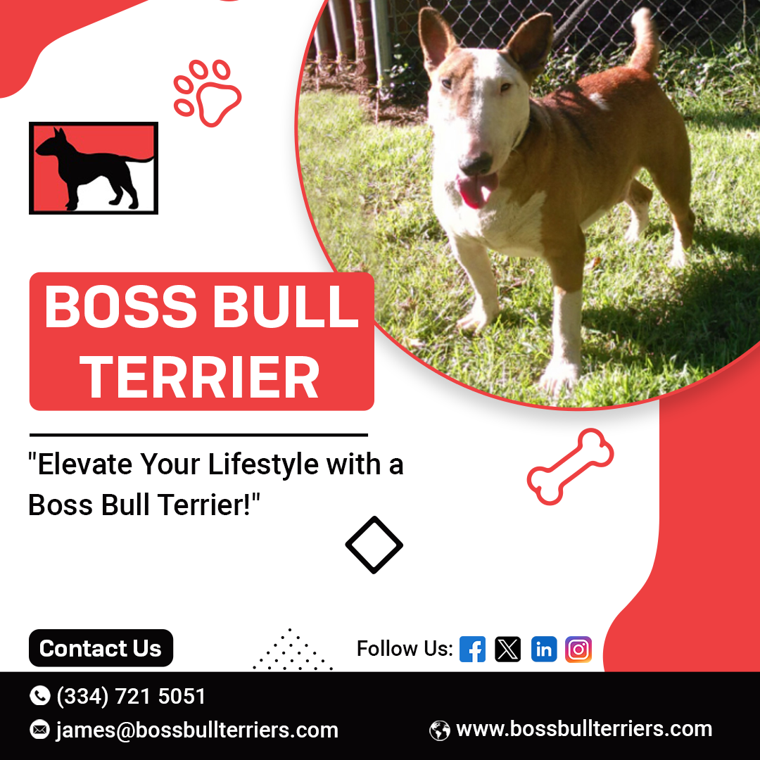 Premium Tricolor English Bull Terriers at Boss Bull Terriers | by Boss Bull Terriers | Dec, 2024 | Medium