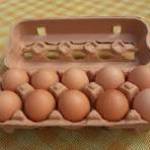 egg cartons in bulk Profile Picture