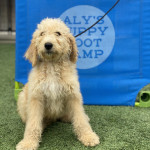 AlyPuppyBootCamp profile picture