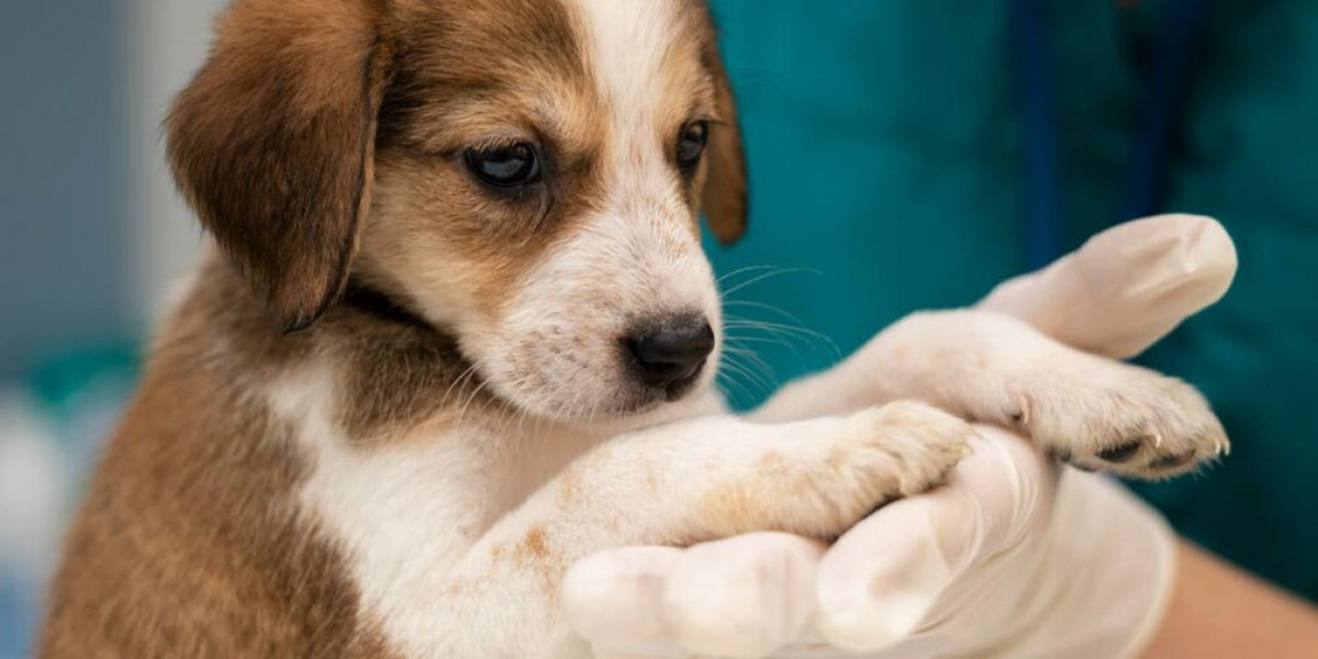 Understanding Core and Non-Core Vaccinations for Pets: What Every Pet Owner Should Know