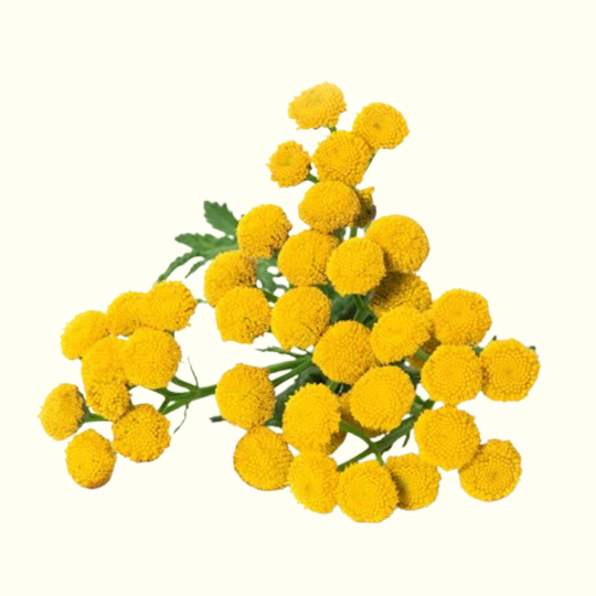 Buy Blue Tansy Essential Oil Wholesale From Bulk Supplier