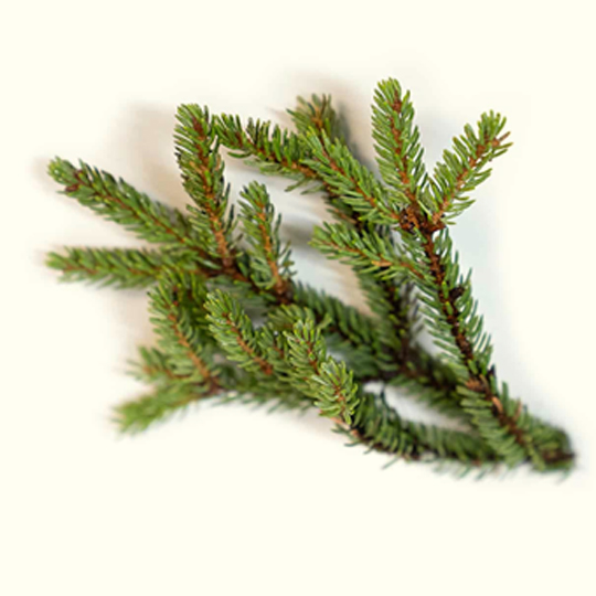 Buy Black Spruce Essential Oil Bulk From Wholesale Suppliers