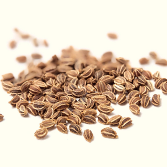 Buy Celery Seed Essential Oil Bulk From Wholesale Suppliers