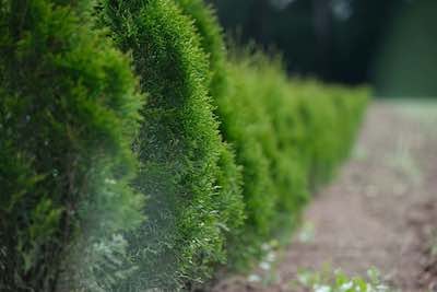 Expert Tree Surgeons in Belfast for Your Outdoor Needs