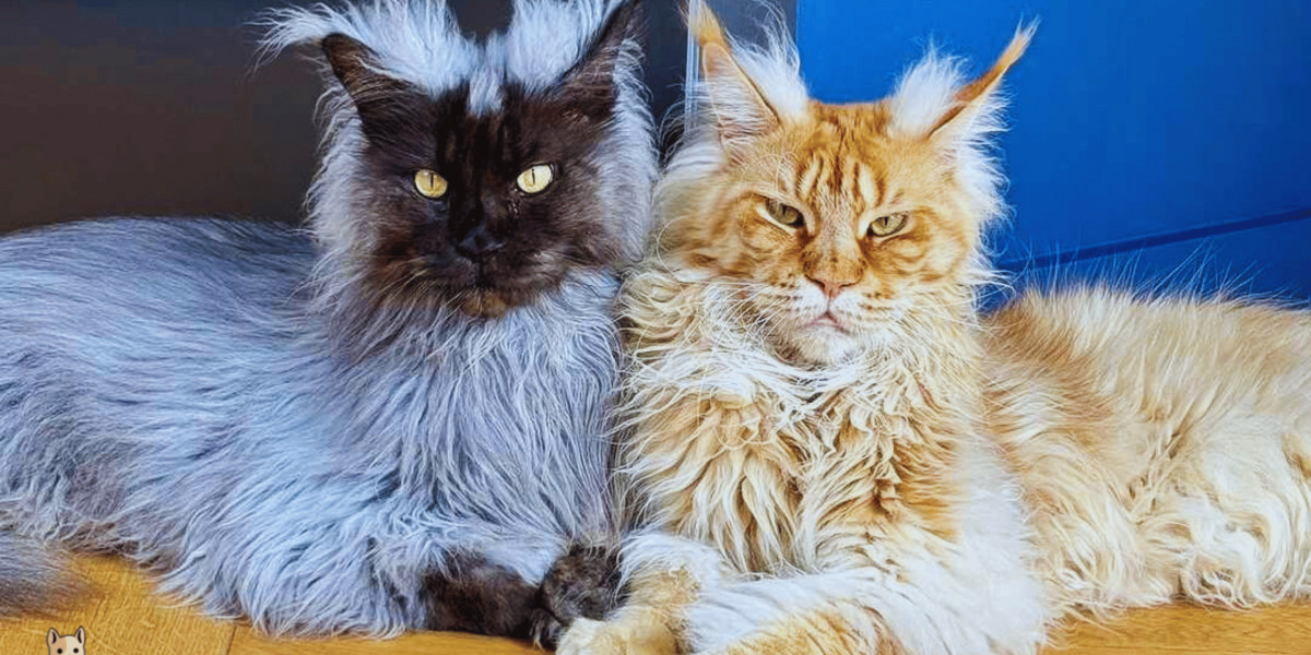 Maine Coon vs. Ragdoll: Which Cat Is Right for You?