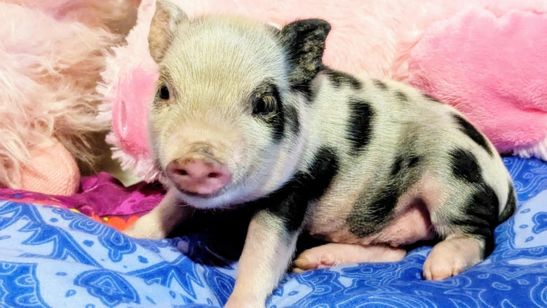 How Costly Are Breeding Mini Pigs? | Times Square Reporter
