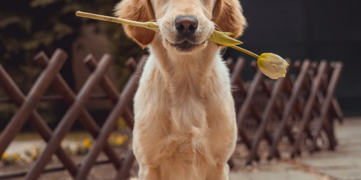 Top Dog Trainer Offering Private In-Home Dog Training Near The Woodlands