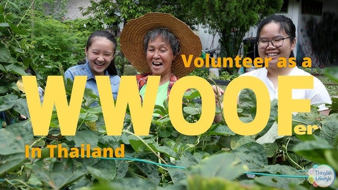 Learn New Life Experience with the Volunteering Organic Farming Program | by digitalseoteam | May, 2025 | Medium