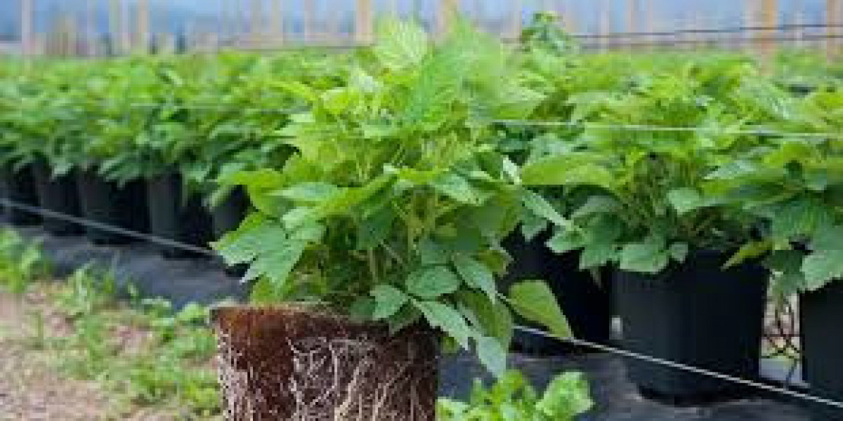 Hydroponic Raspberries: A Sweet Innovation in Modern Farming