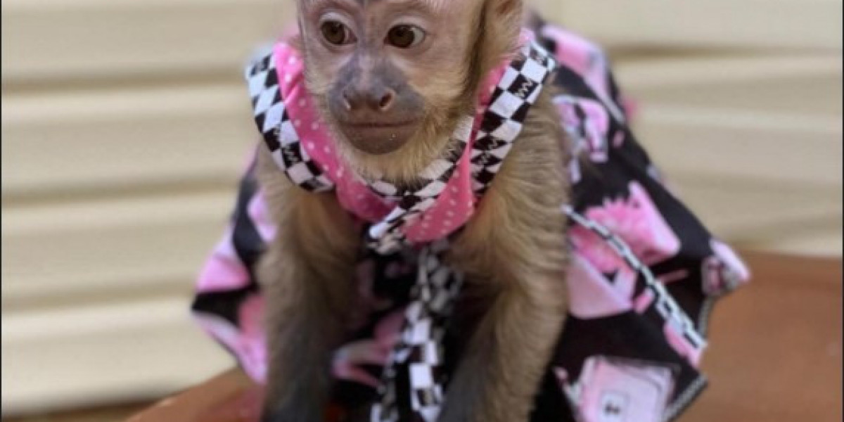 Buy Capuchin Monkeys – Healthy  Home-Raised