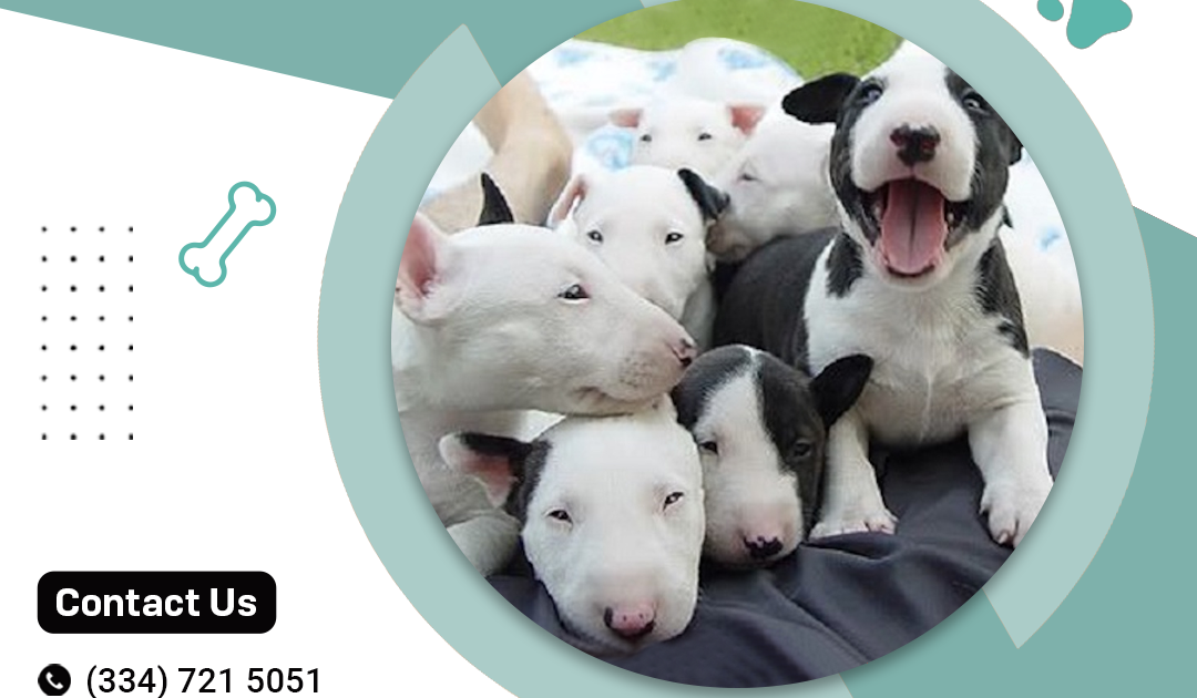 English Bull Terrier Puppies for Sale from Top Breeders
