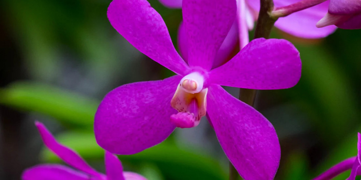 Fresh Orchids for Tropical Parties To Make the Event More Memorable
